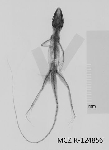 Media type: image;   Herpetology R-124856 Aspect: dorsoventral x-ray